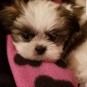 Meet your Posher, R.